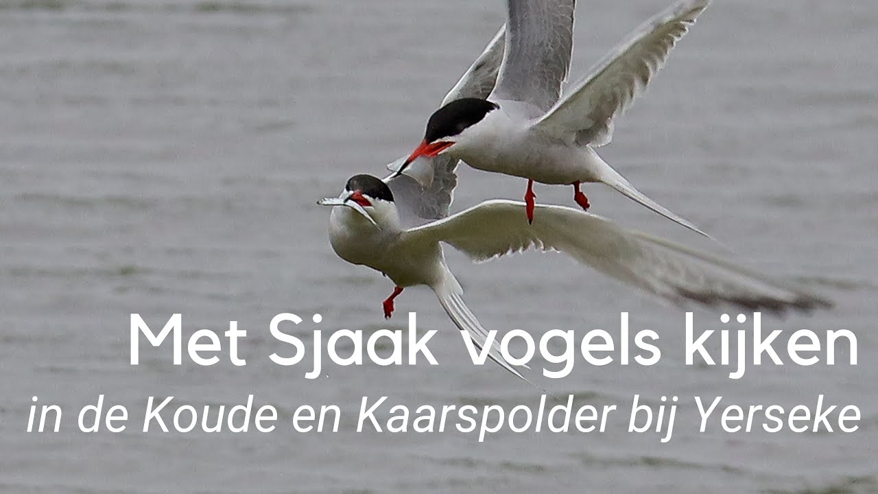 Met Sjaak vogels kijken in de Koude en Kaarspolder bij Yerseke #1259