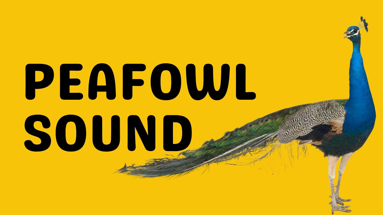 Peafowl Sound | Scream