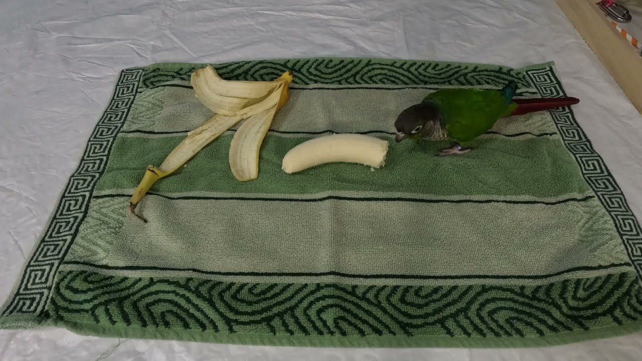 Parrot Eats a Banana (Green Cheek Conure)