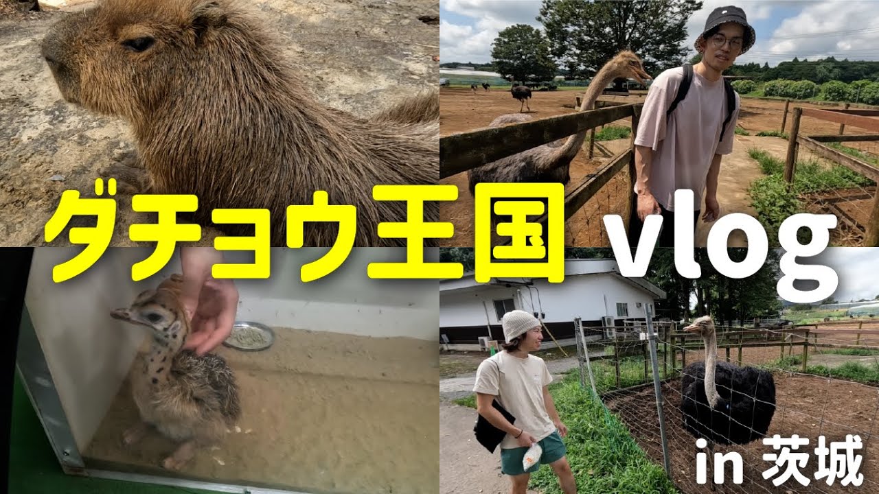【vlog】ダチョウ王国というナイスな牧場に潜入してきました。
