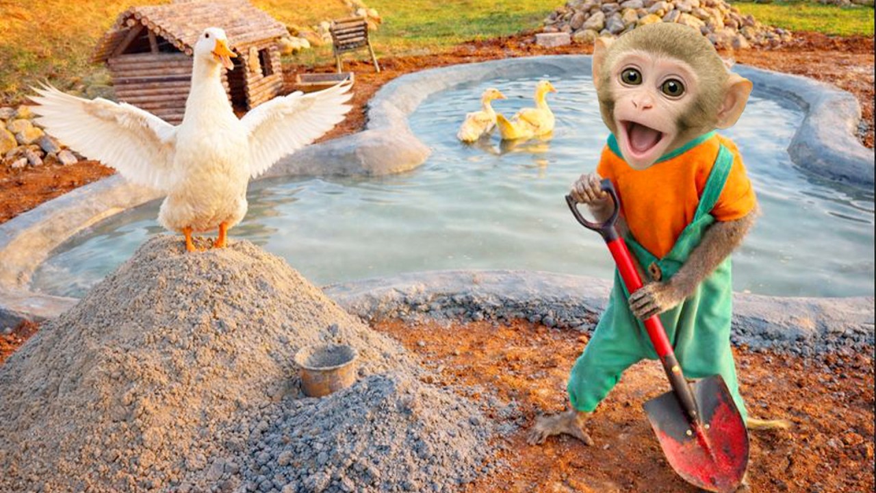 Новая работа обезьянки Бим Бим на ферме: помогать уткам.