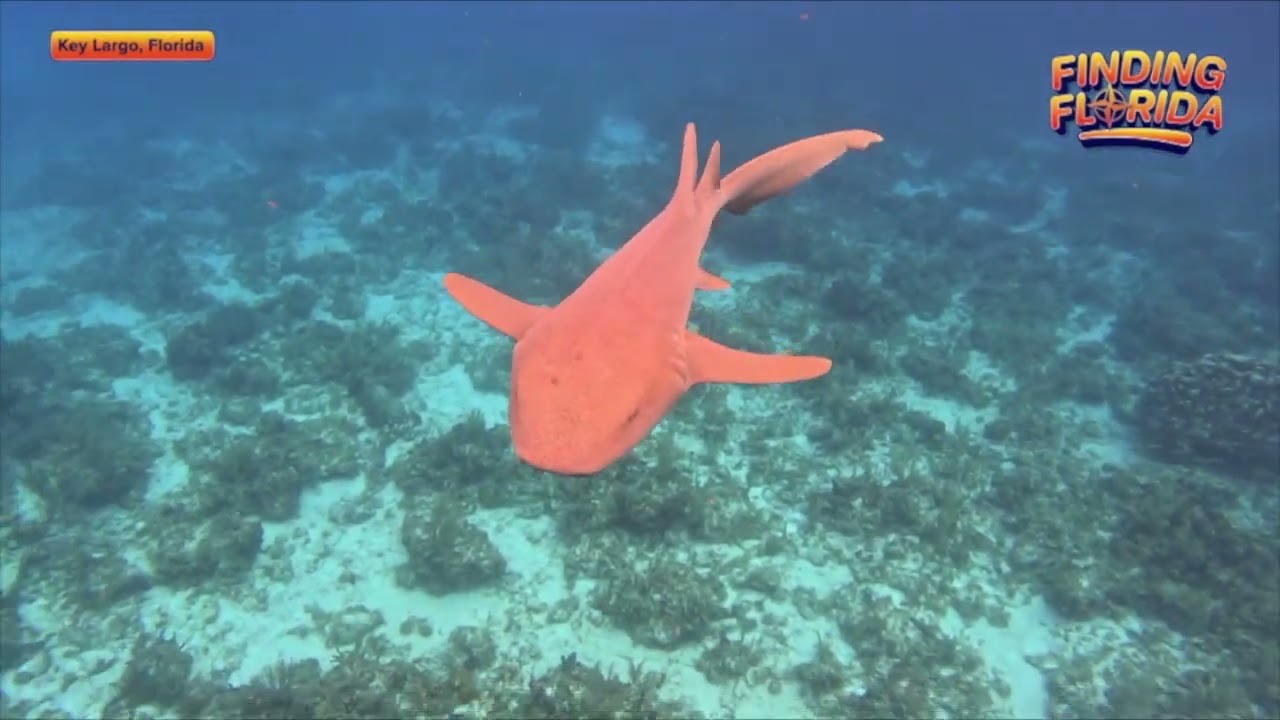 FINDING FLORIDA:  A BOND BEYOND THE BATTLEFIELD