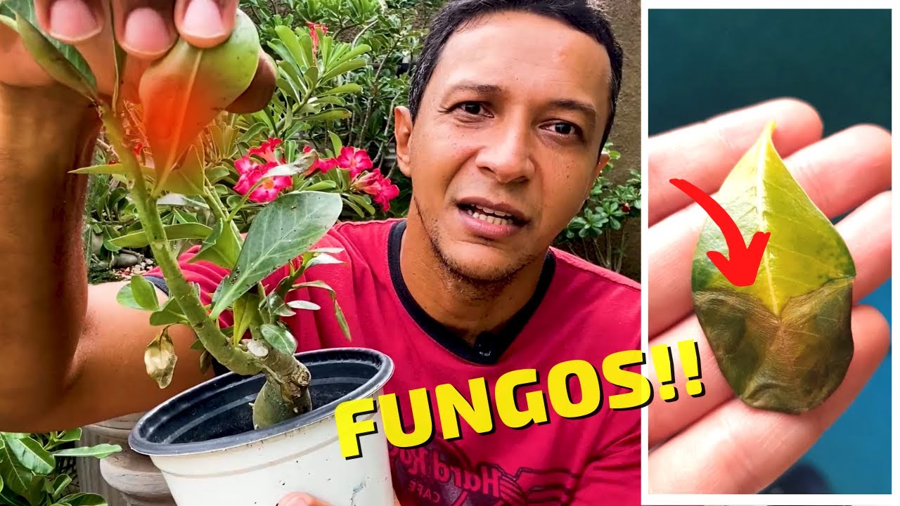 FUNGOS: o MAIOR PERIGO para as Rosas do Deserto!!