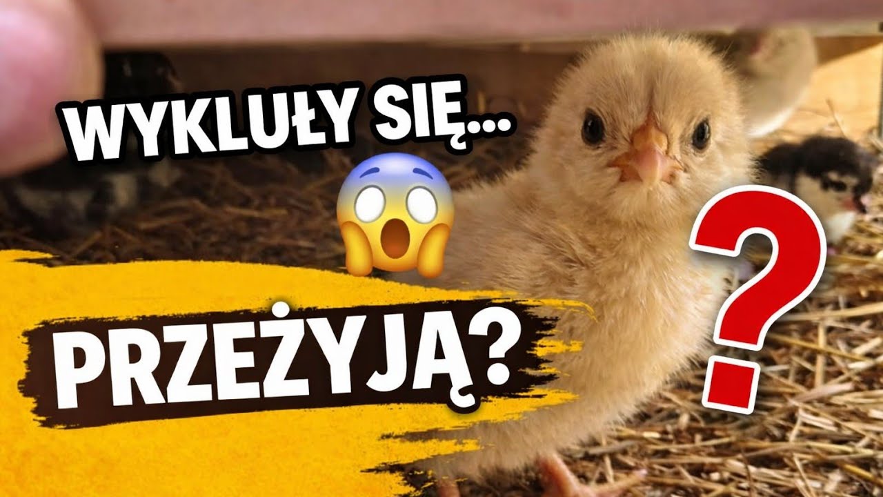 Inkubacja jaj &ndash; czy to się opłaca? Błędy i efekty