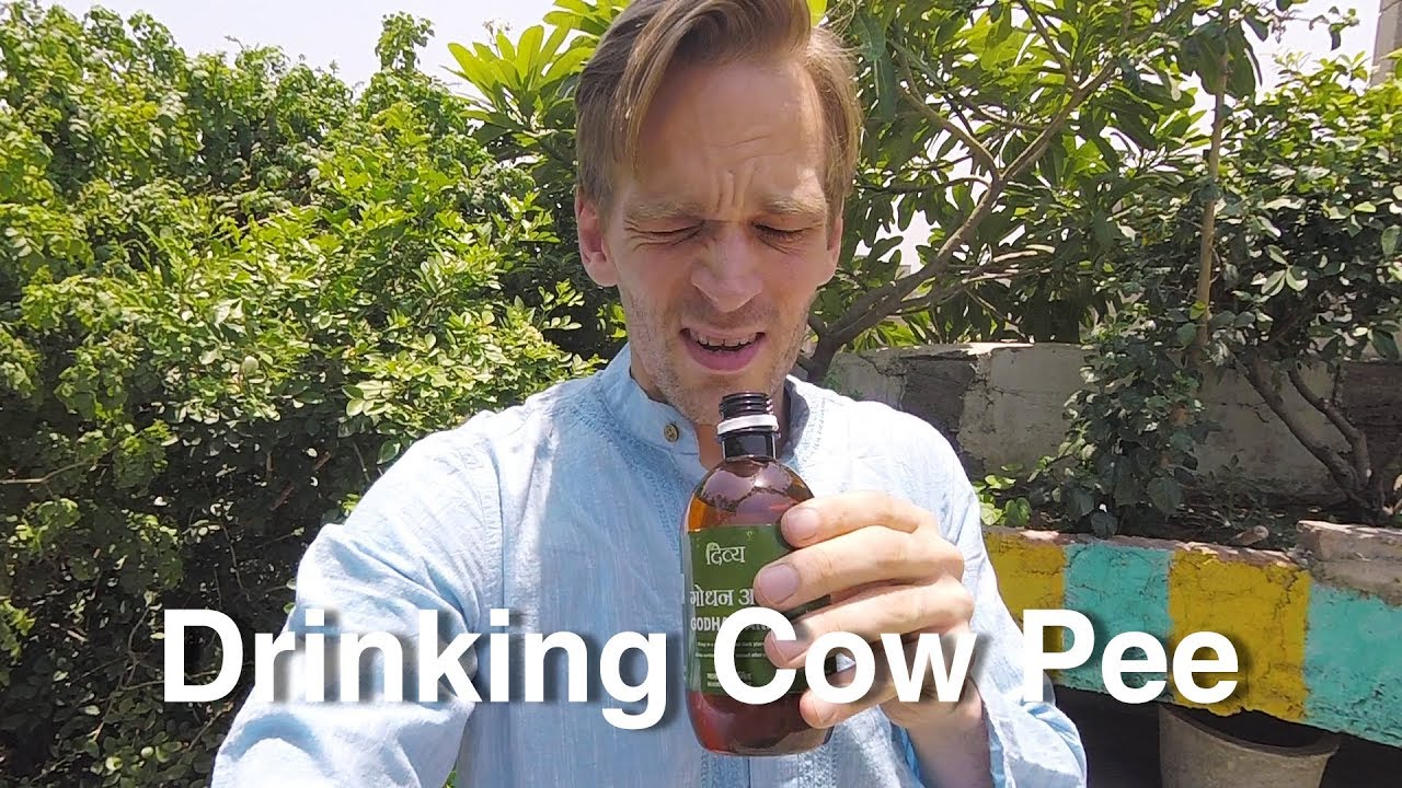 Употребление коровьей мочи в Индии 🐮💦
