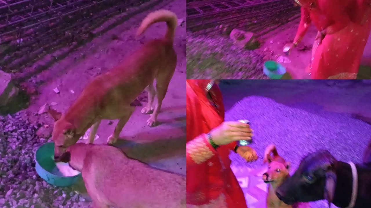 🙏🏻सर्दियों में गली के कुत्ते को भी रोटी और दूध दे दिया करो🐕 
