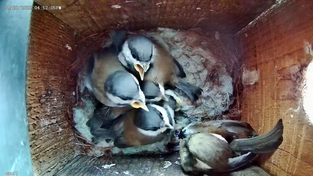 Chickadee nest-building to fledging time lapse
