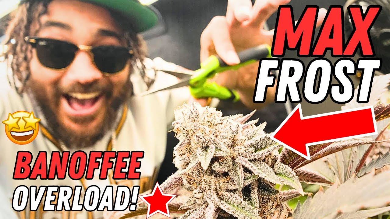 Super FROSTY BUDS!!!! 🔥🏆🔥 DGC Cup | Seed to Harvest Series (Mars Hydro)