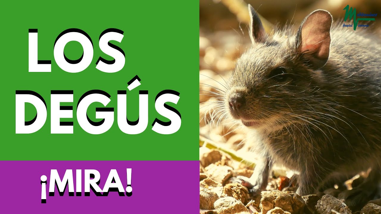 DEGUS MASCOTAS/CUIDADOS, ALIMENTACI&Oacute;N, JAULA.../TODO SOBRE EL DEG&Uacute;