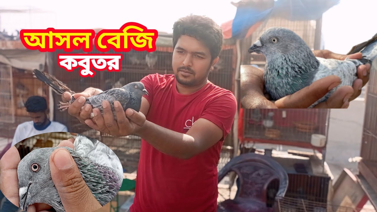 আজকে মিরপুরে নাহিদ ভাইয়ের বাসায় কবুতর দেখতে এসেছি।