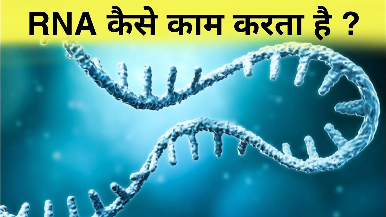 RNA कैसे काम करता हैं? कैसे कंट्रोल करता है पूरा शरीर सच होश उड़ा देगा ! - Working of RNA