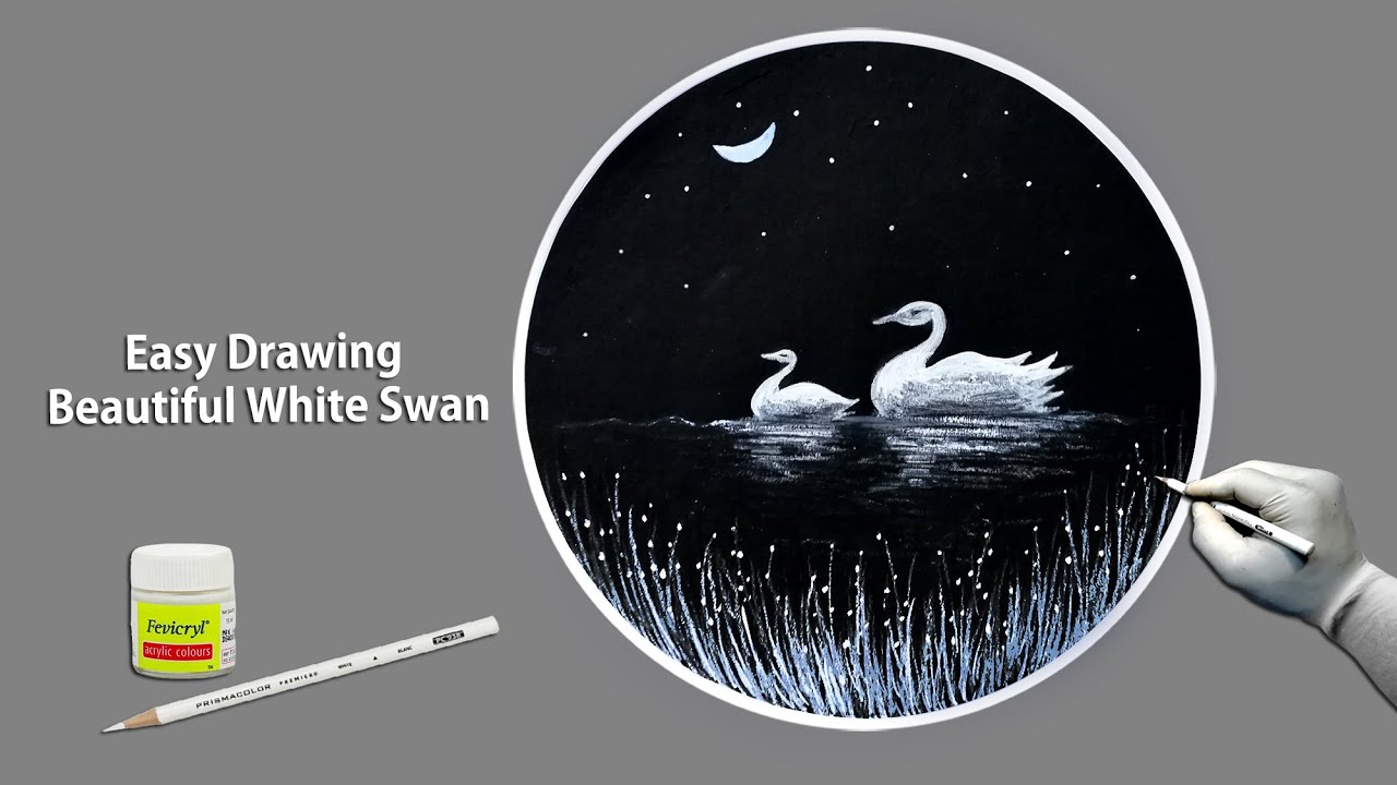 Beautiful White Swan Drawing with White Pencil-Step by Step