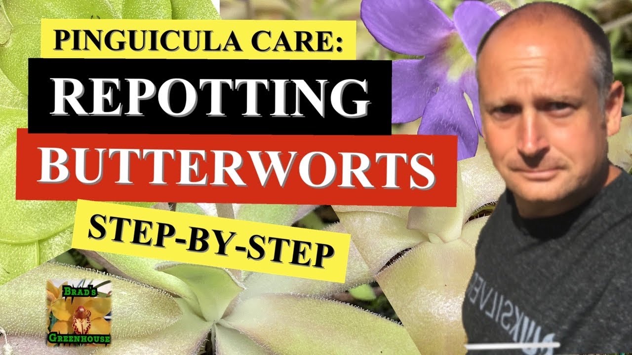 PINGUICULA CARE: REPOTTING A VARIEGATED BUTTERWORT STEP BY STEP