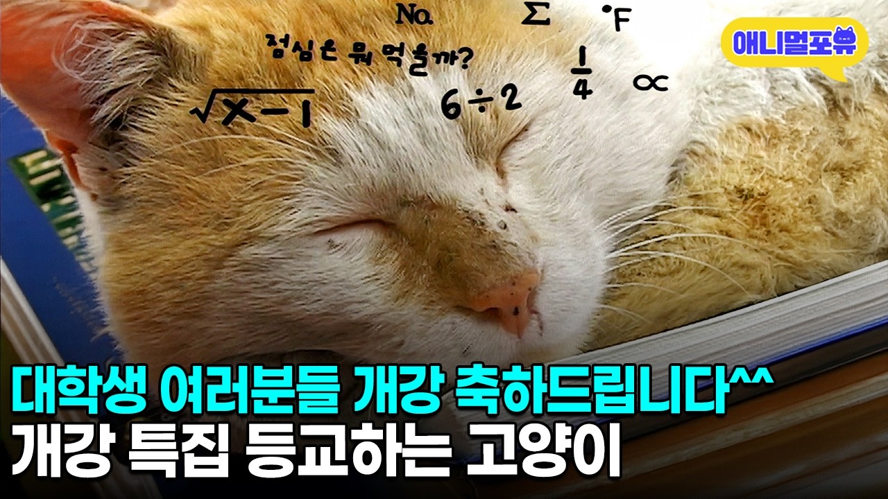 츄르많이줄과 99학번🐱 대학교 다니는 고양이ㅣKBS 주주클럽 070422 방송