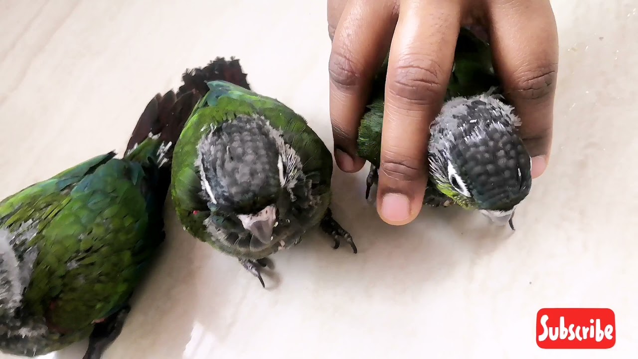 Growth stages of crimson bellied conure ❤️😇