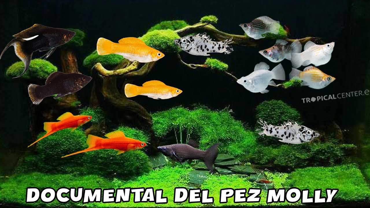 DOCUMENTAL del PEZ MOLLY | Reproduccion, Alimentación, Variedades y Cuidados | AcuariosLP