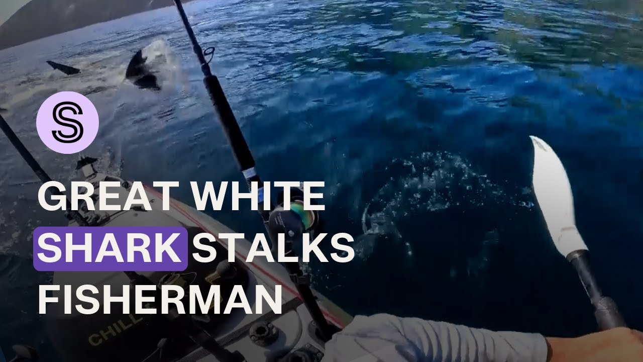 ‘One of the scariest things’: Kiwi kayak fisherman stalked by great white shark | Stuff.co.nz