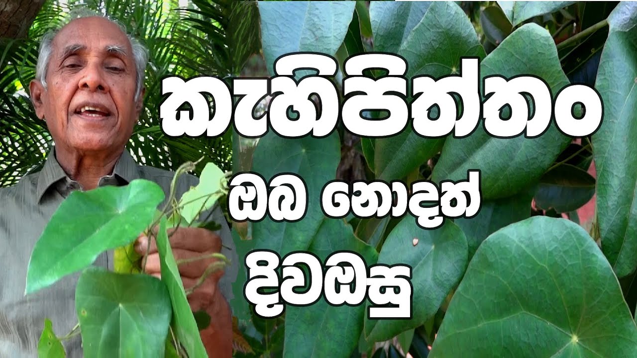 කැහිපිත්තං  ගැන ඔබ නොදත් කරුණු .