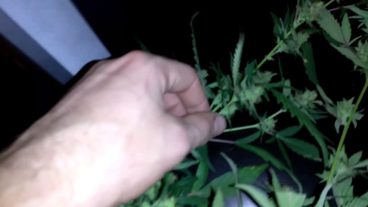 Removing a 5th Week Flowering Hermie - Big Dent in Yield