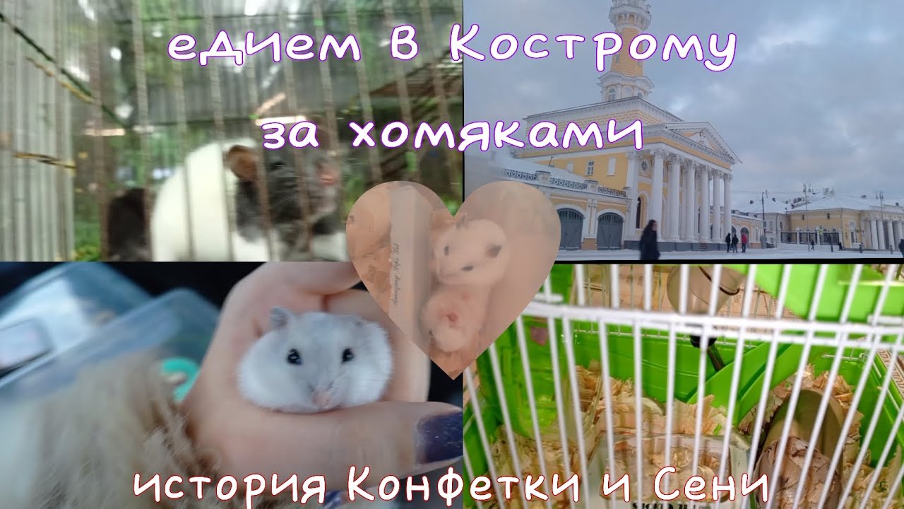 покупка хомяка 🎄/ история сени и конфетки 🍬/ появление новых животных 🐾