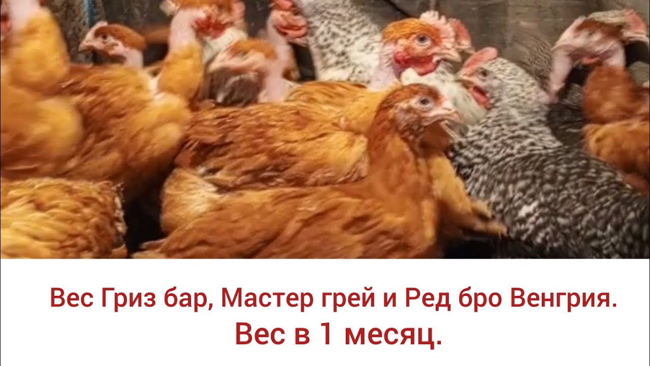 Вес цветного бройлера Голошейка Испания и Мастер грей, Ред бро, Гриз бар Венгрия в 1 месяц.