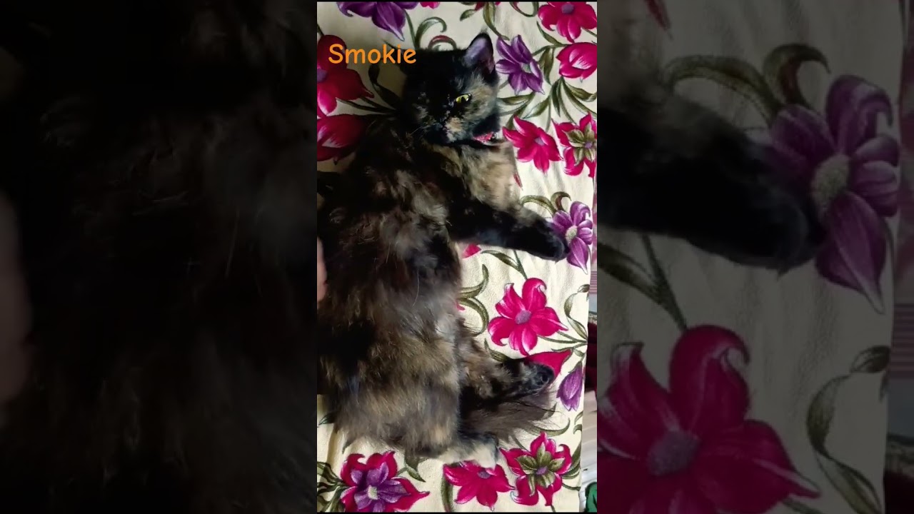 the one who rules my life