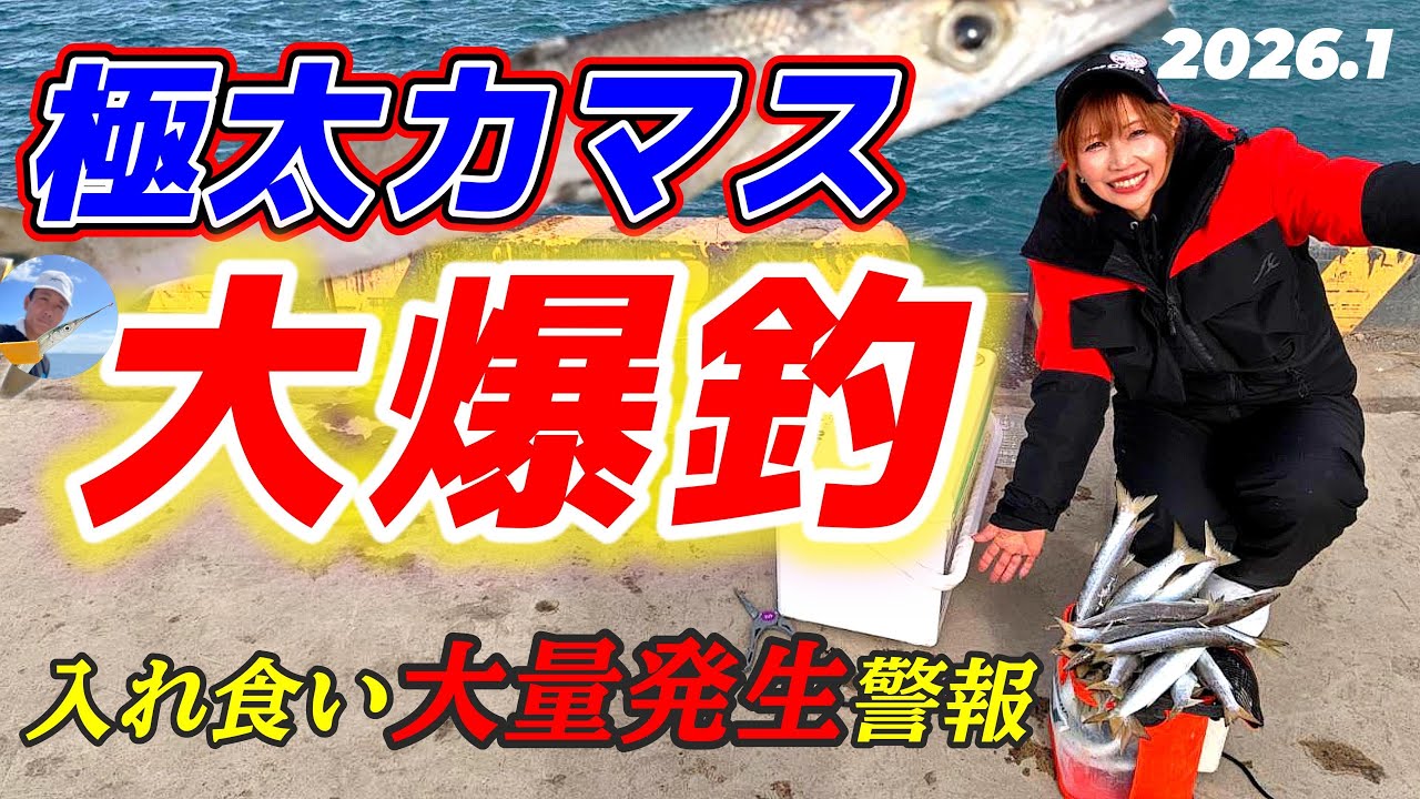 【カマス爆釣】和歌山堤防でカマス大量発生中‼️初めてでもコツを掴めば無限に釣れる‼️