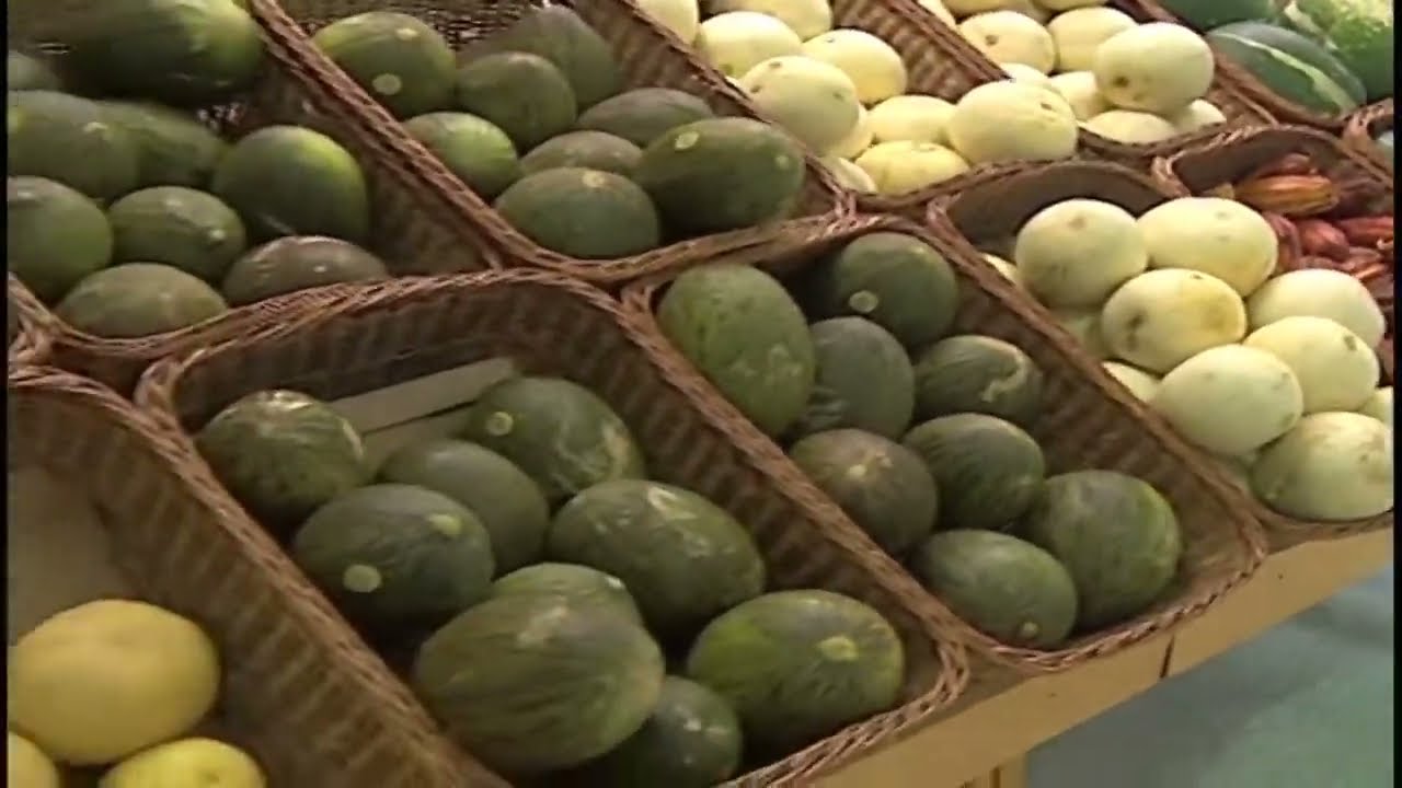 CULTIVO DE MELÓN