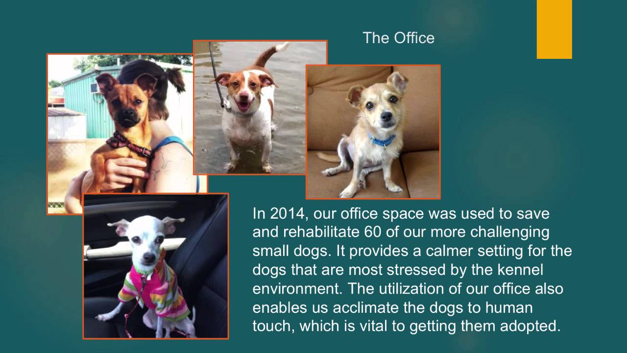 Saving All the Little Dogs: Small Dog Behavior Issues - conference recording