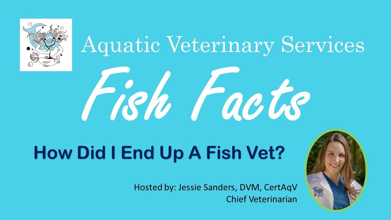 Fish Facts - How Did I End Up a Fish Vet?