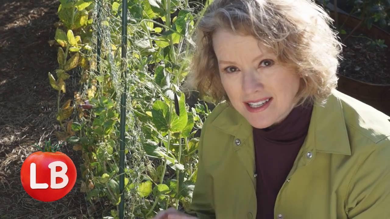 Growing Sweet Peas Part 1 | Late Bloomer | Episode 1