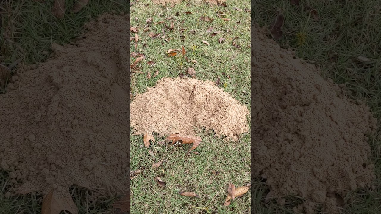 Gopher or mole?