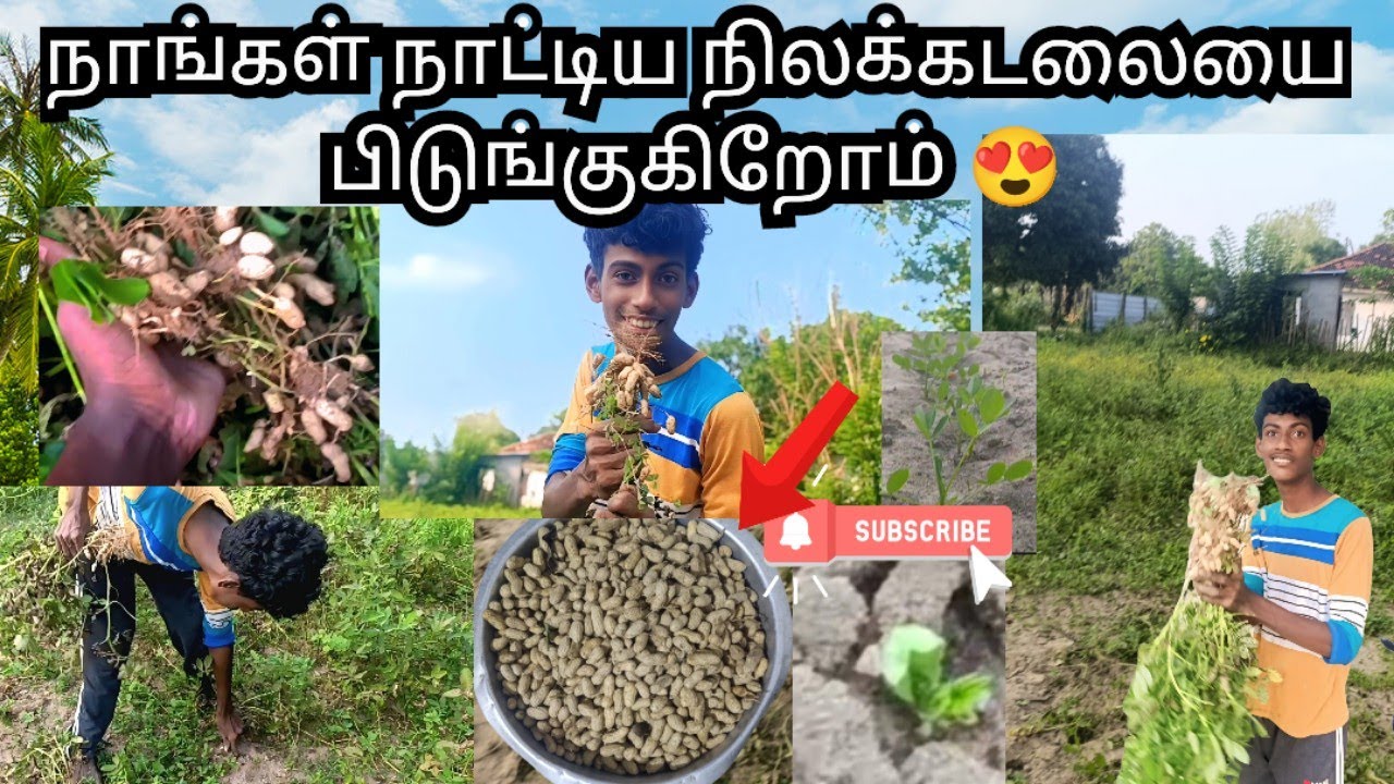 வாங்க நிலக்கடலை பிடுங்குவதை பார்க்கலாம்👍🙏😍