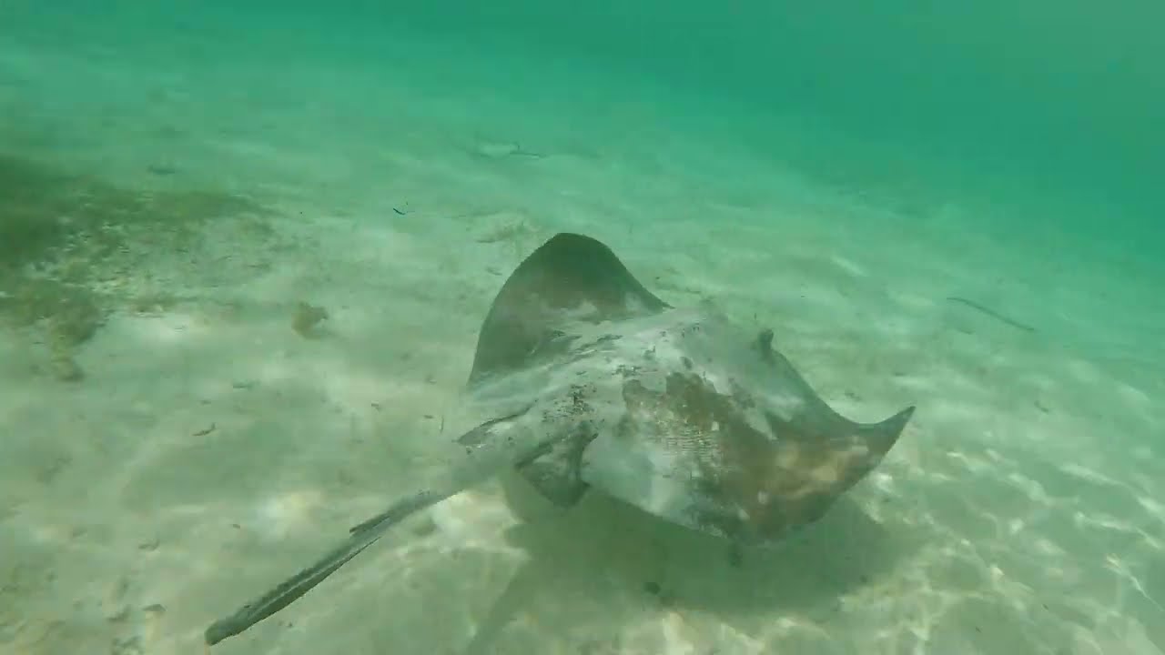 Snorkeling à Petite-Terre en Guadeloupe