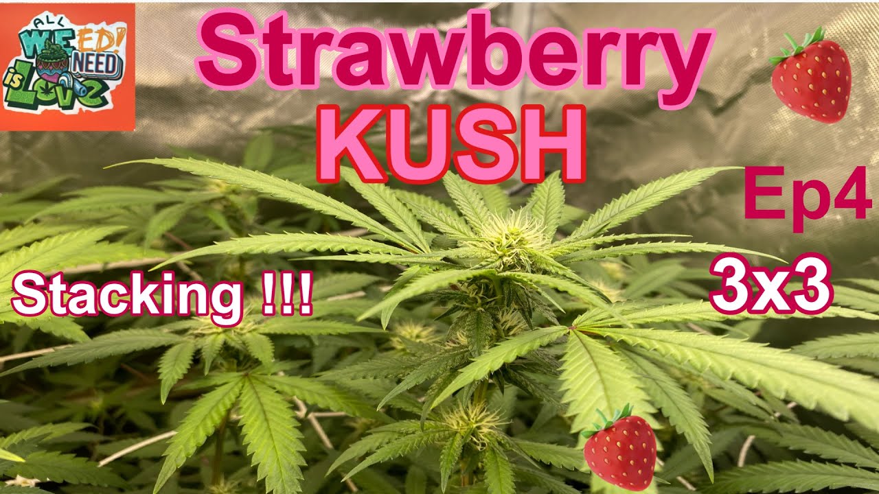Strawberry Kush Grow ep4 || Stacking!!!