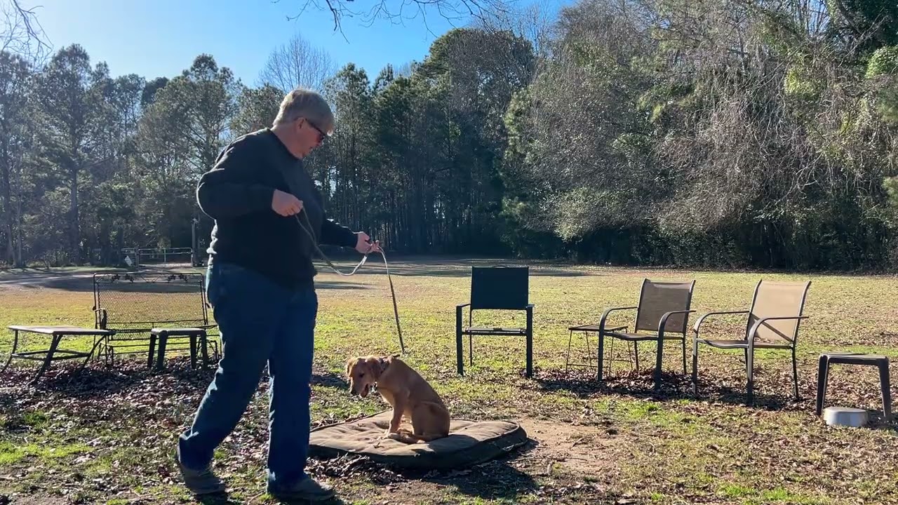 Toby - leash work + place intro