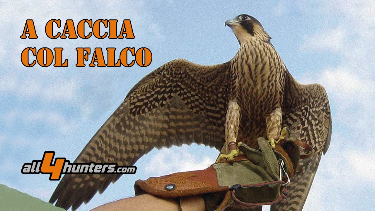 A Caccia col falco