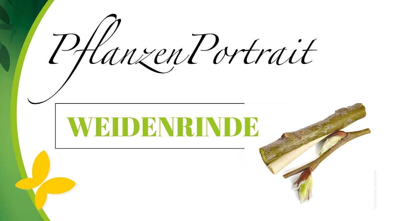 Pflanzenportrait Weidenrinde