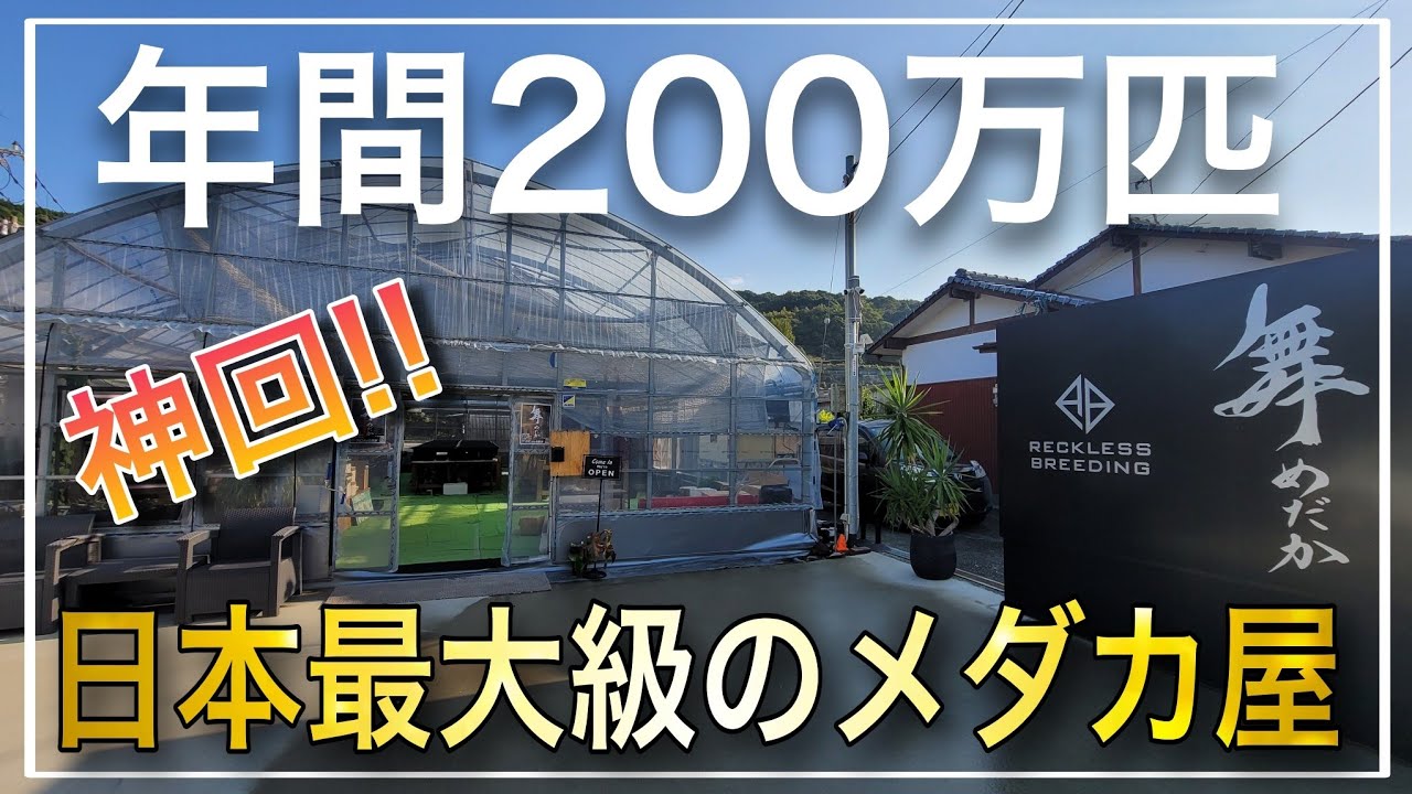 『神ショップ』年間200万匹飼育する舞めだかさんの直売所が凄すぎた!!日本トップクラスのメダカが大量‼　改良めだか　aquarium　アクアリウム　メダカ　植物