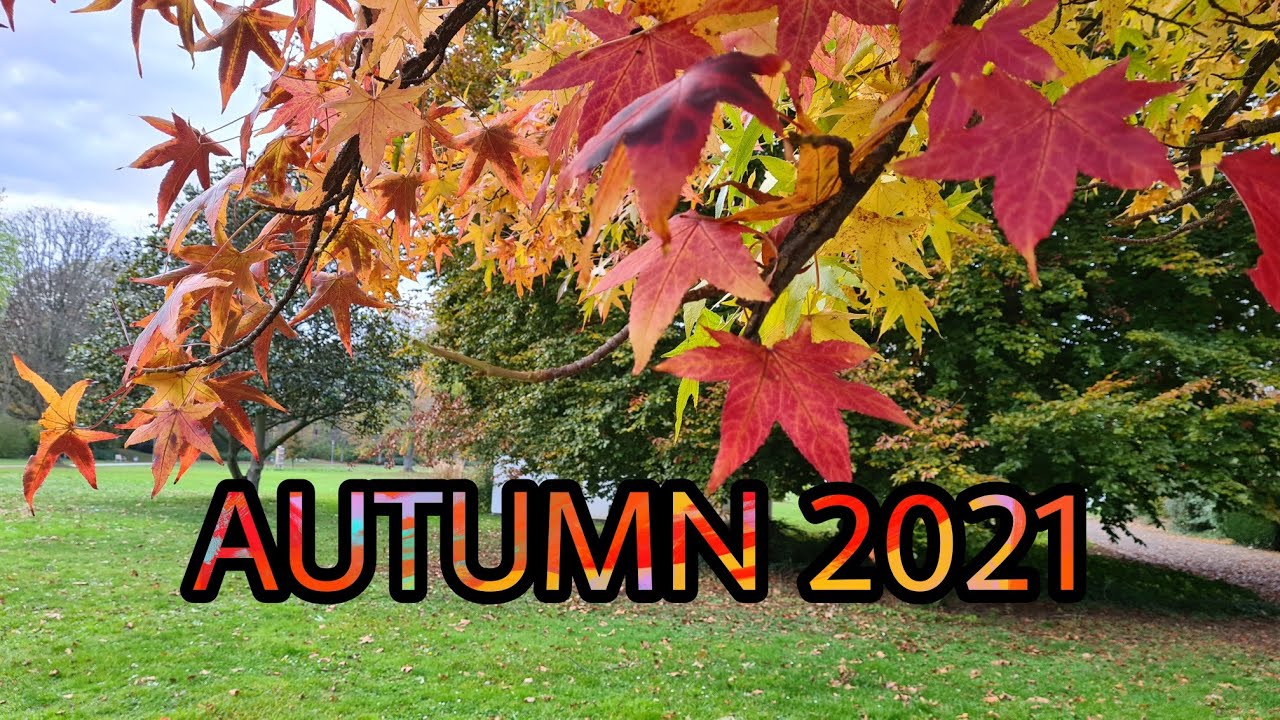 AUTUMN IN RHEINLAND-PALATINATE | GERMANY 2021 | AUTUMN LEAVES