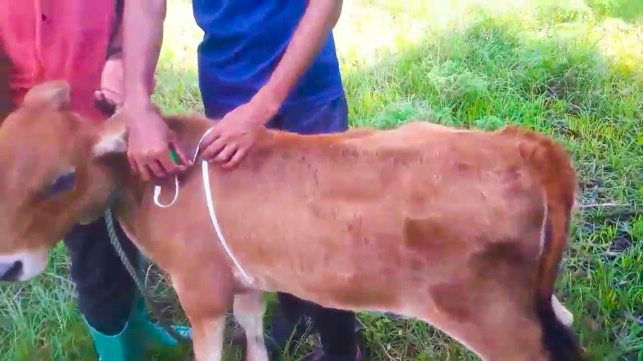 New & Easy Way of Weight Measurement of Cattle Animals | جانوروں کا وزن معلوم کرنے کا آسان طریقہ