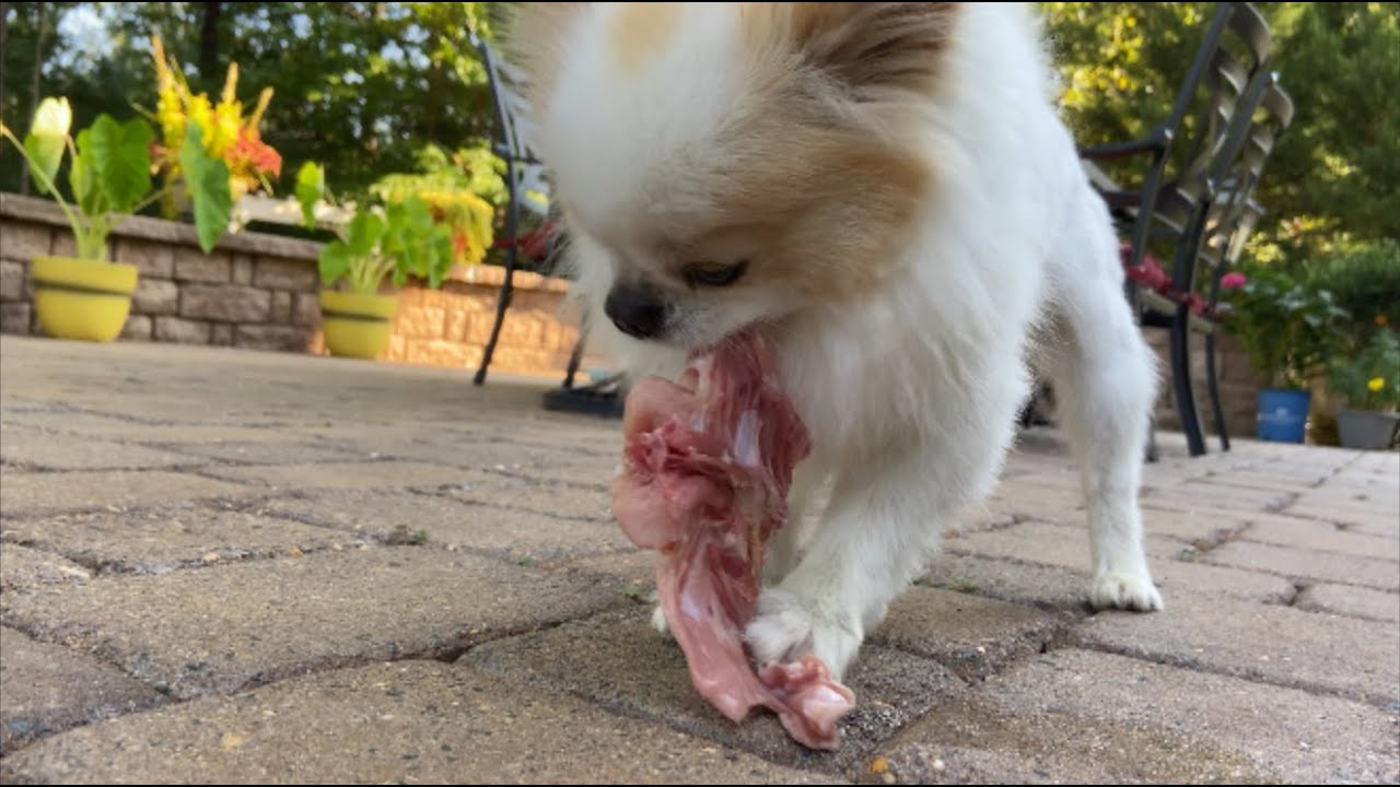 WHAT FEEDING MY DOGS BREAKFAST LOOK LIKE | RAW DOG FOOD DIET | POMERANIAN PUPPIES