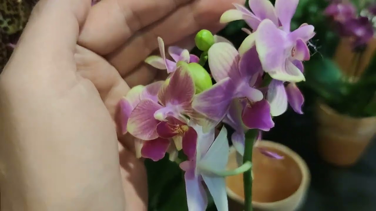蝴蝶蘭出現白根 需要給水 #orchids​ #蘭花 #蝴蝶蘭爛根 #蘭花水培