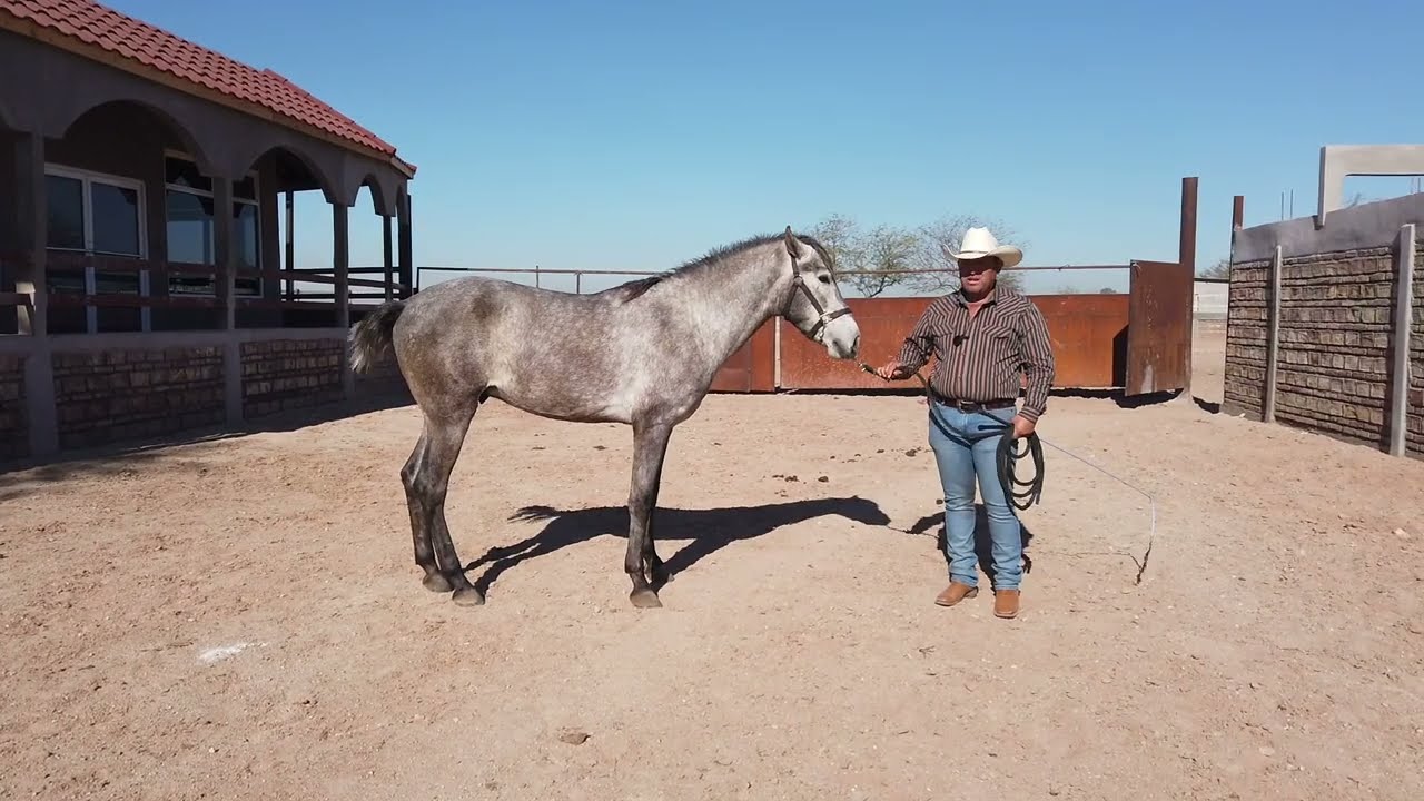 Ejercicios para tu potro, Inicio en el Baile...  PARTE 3!!