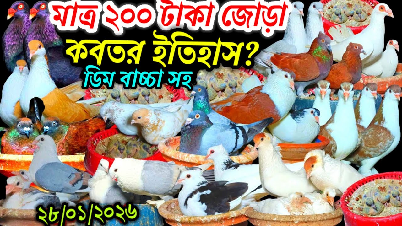 মাত্র ২০০ টাকা জোড়া কবুতর ইতিহাস ডিম বাচ্চা সহ আকর্ষণীয় ফেন্সি রেসার গোল্লা গিরিবাজ কবুতর বিক্রি