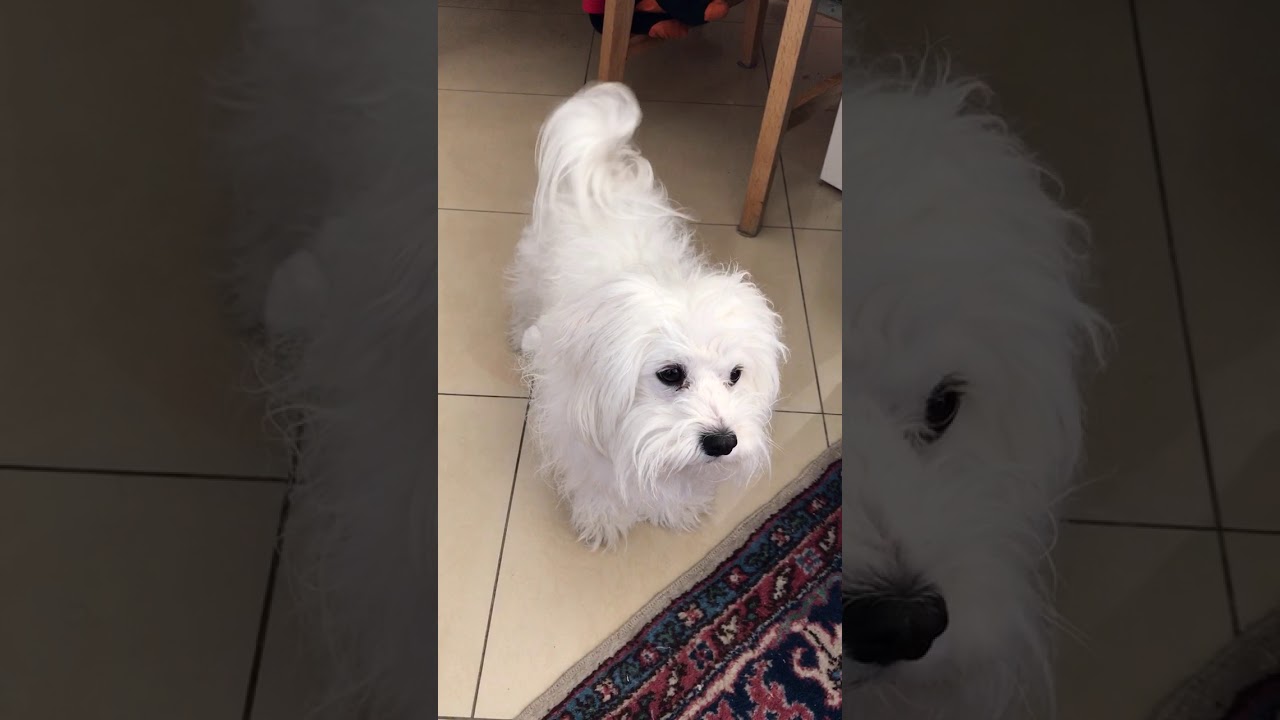 Μαλτεζακια ταλαντούχα - Talanted Maltese