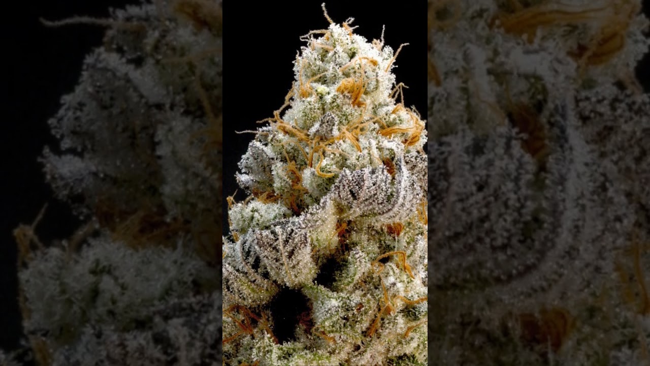 Glitter Bomb clone #macro #cannabis