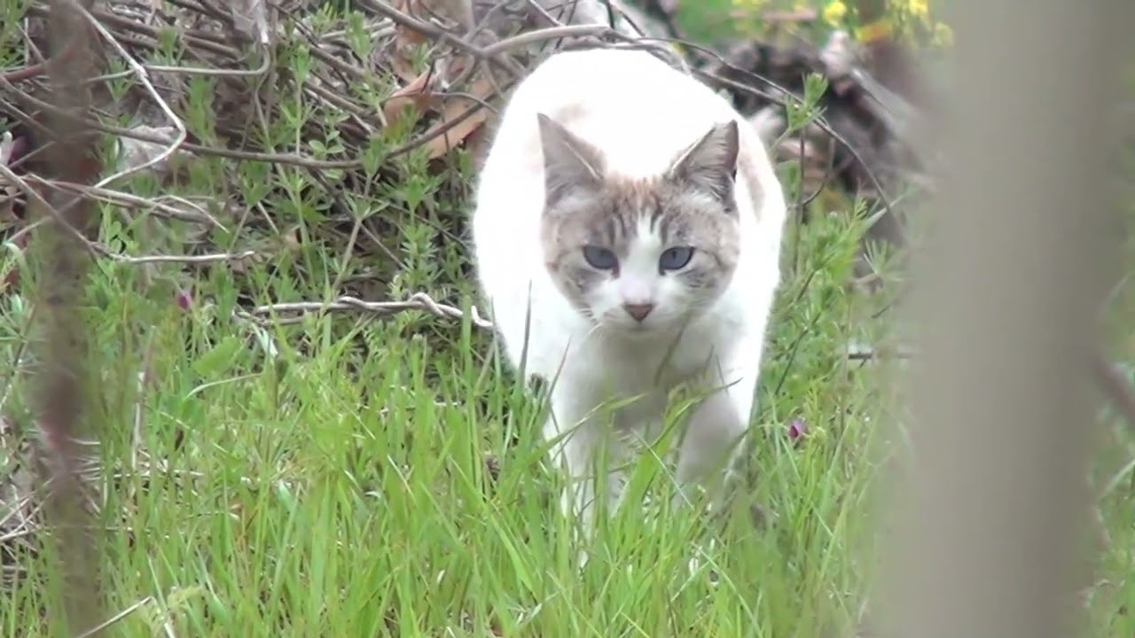 Cats サクラ猫