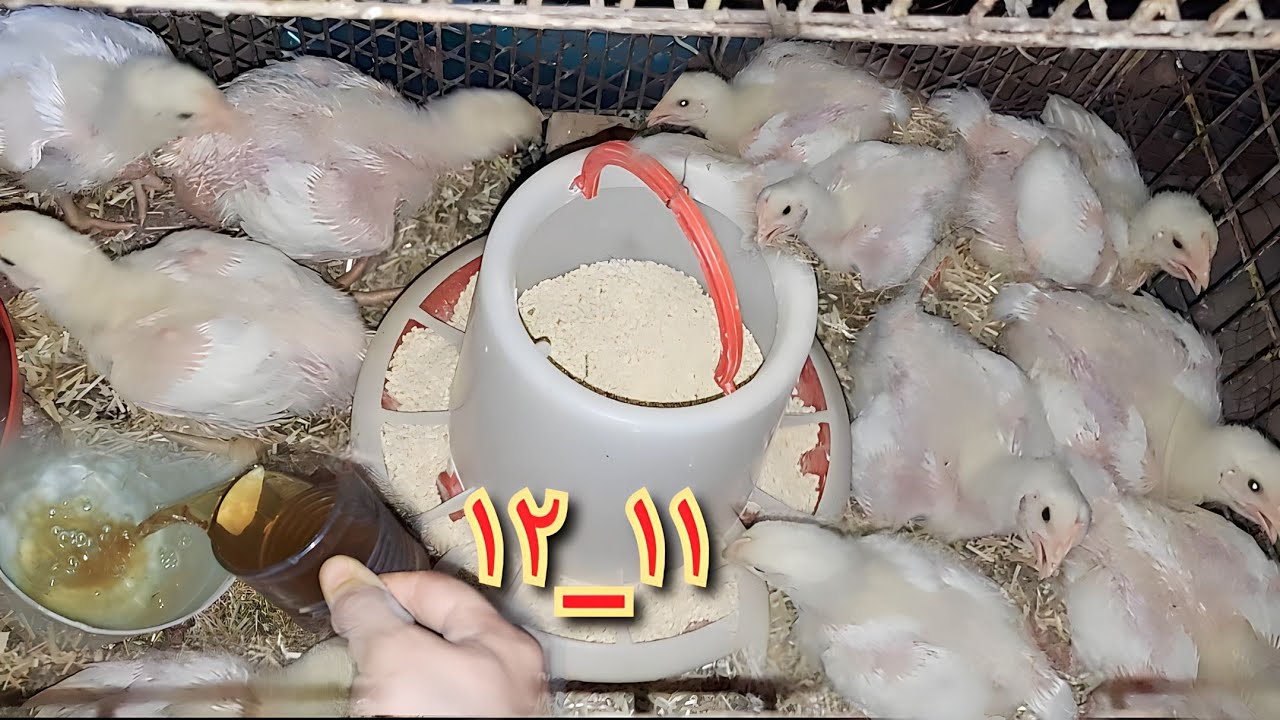 (١٢/١١)سبحان الله العشبه دي سبب زياده الوزن بسرعه اعمليها ٣ايام مش هتشوفي الاسهال البني ولا الخسسان