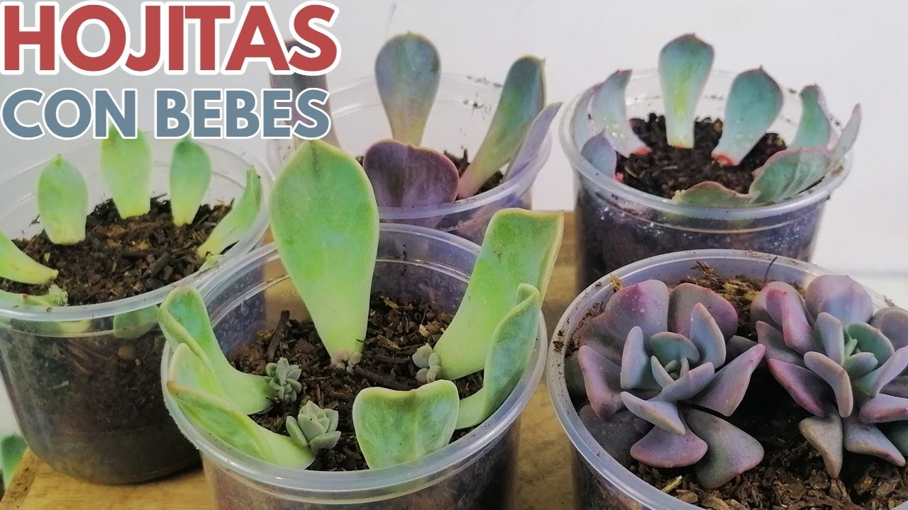 suculentas con bebes cuidados para que se desarrollen grandes echeveria donsuculento